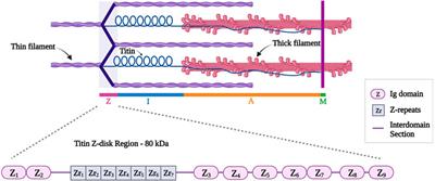 Structural and signaling proteins in the Z-disk and their role in cardiomyopathies